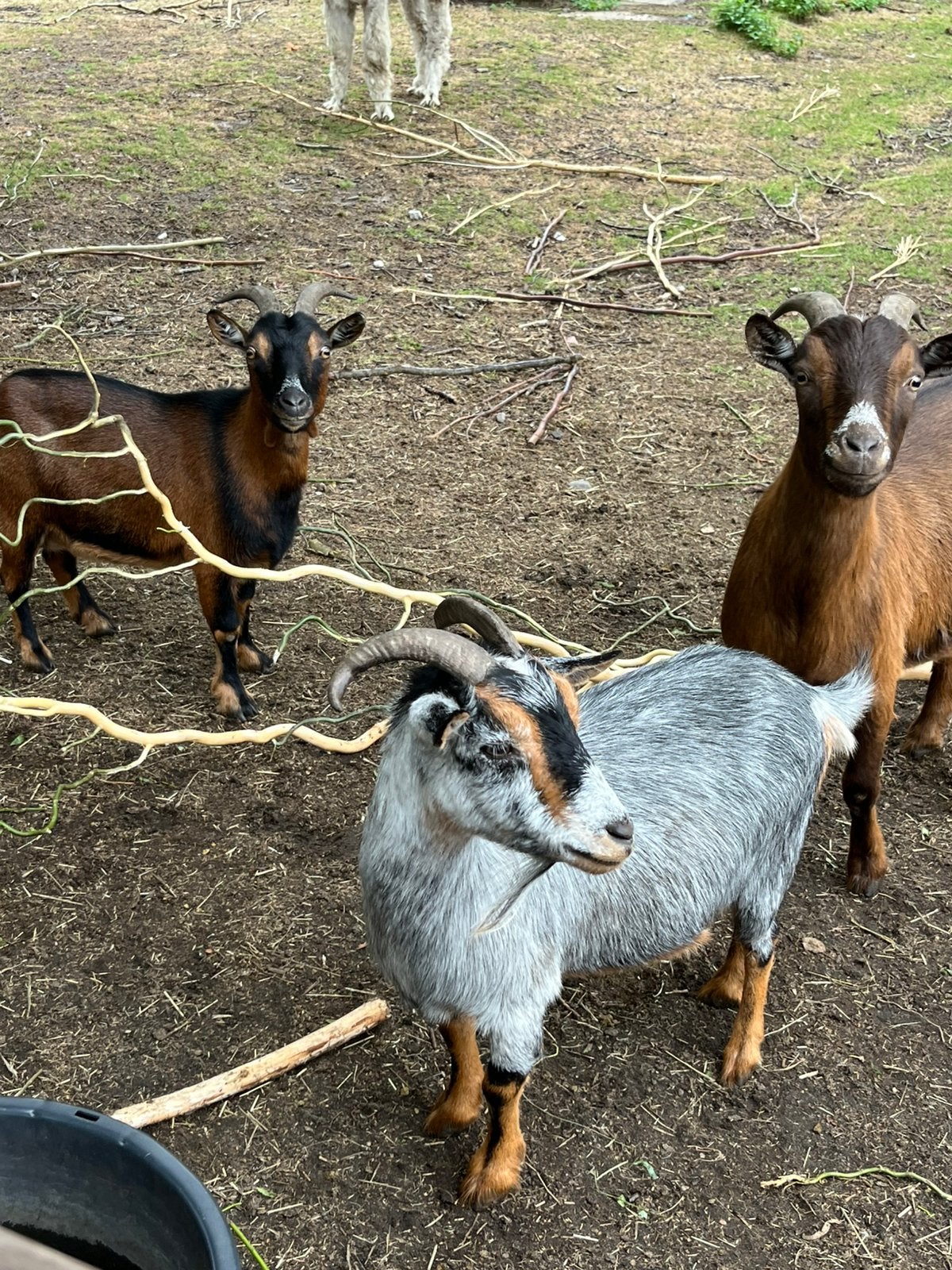Dwerggeiten, Dieren en Toebehoren