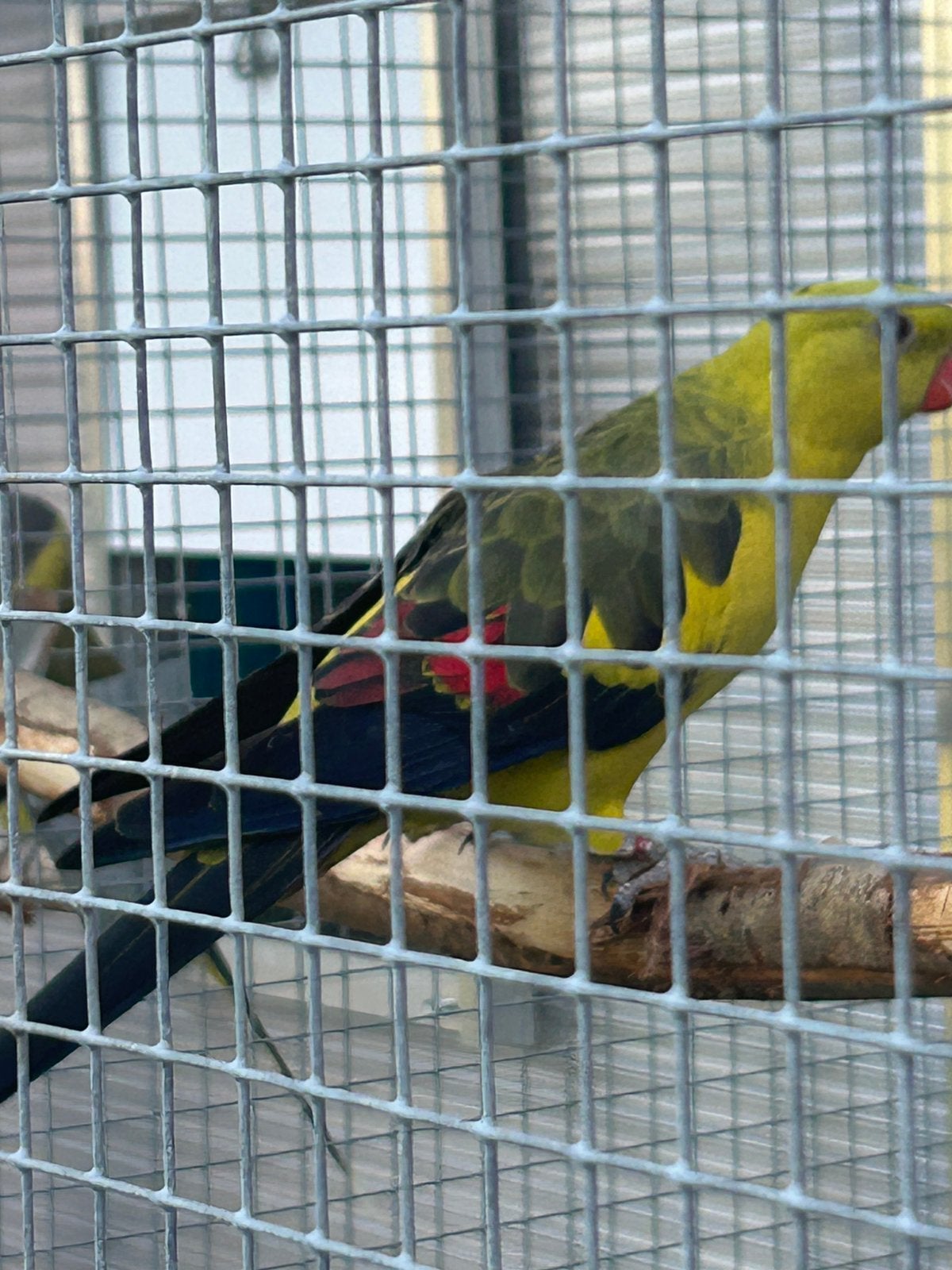Perruche de montagne Split Lutino, Animaux & Accessoires, Mâle, Perruche, Bagué