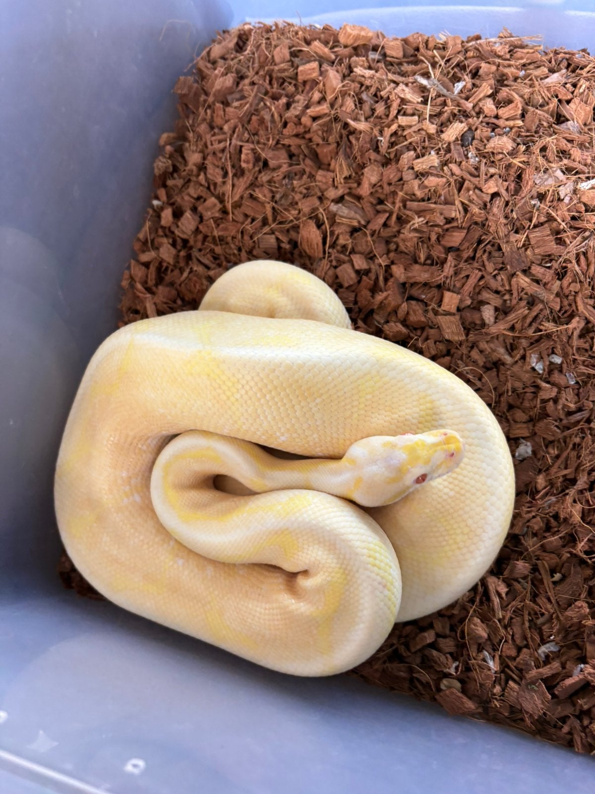 Ball python