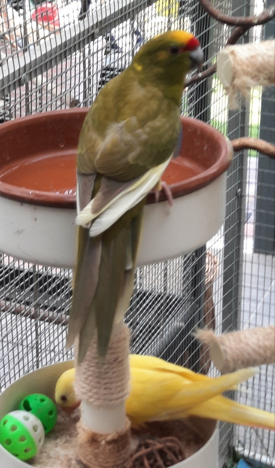 kakariki eam, Animaux & Accessoires