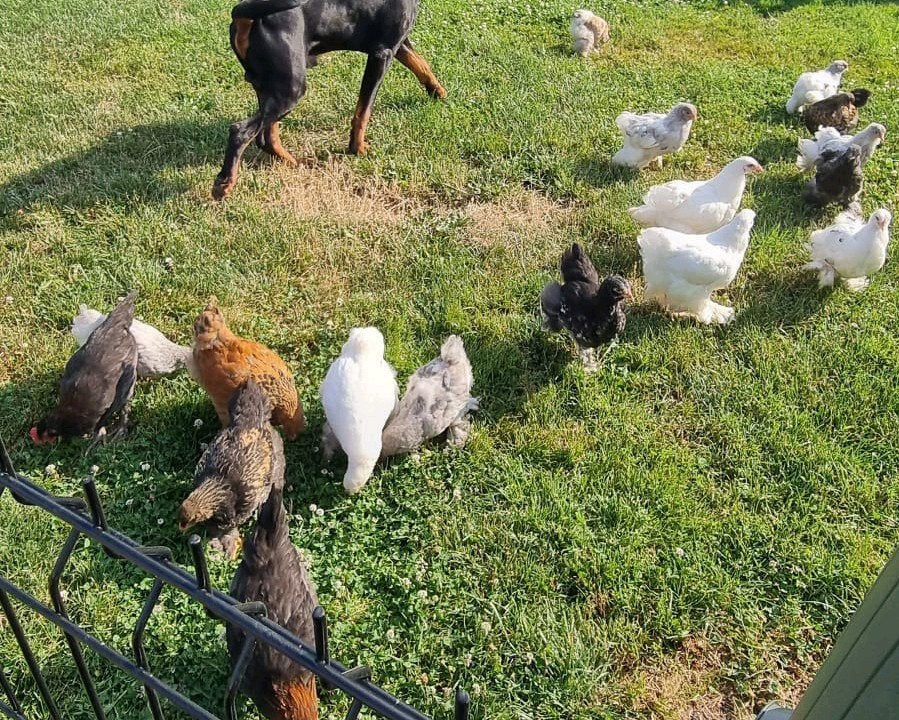 Stopzetting Brahma verschillende kleuren, Dieren en Toebehoren