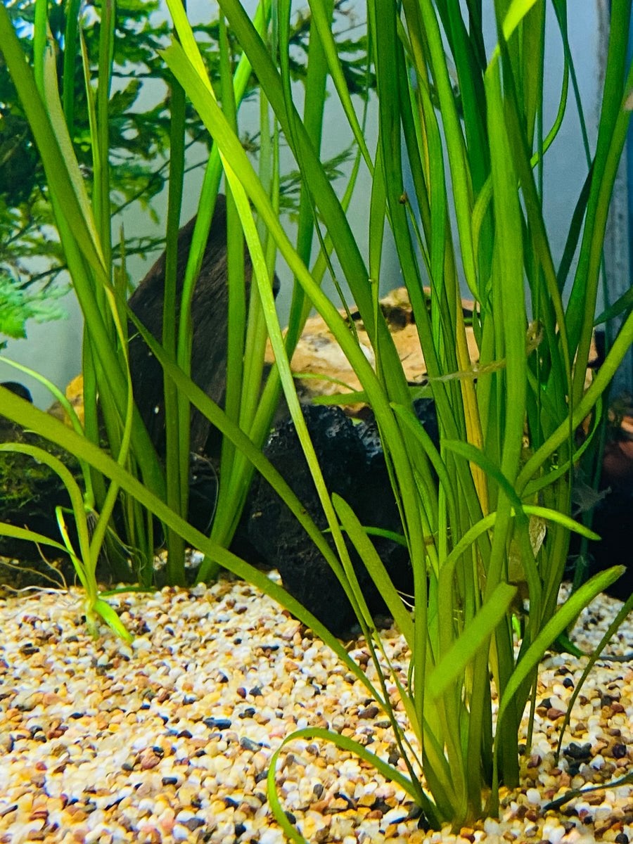 Aquariumplant - Valisneria spiralis (jungle val), Animaux & Accessoires, Poissons | Poissons d'aquarium