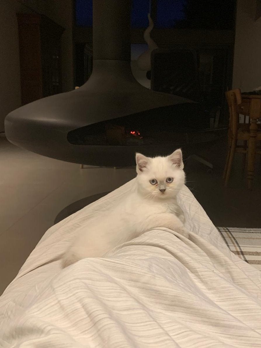 Brits Korthaar lilac point kitten met stamboom, Dieren en Toebehoren, Poes, Met stamboom, 0 tot 2 jaar