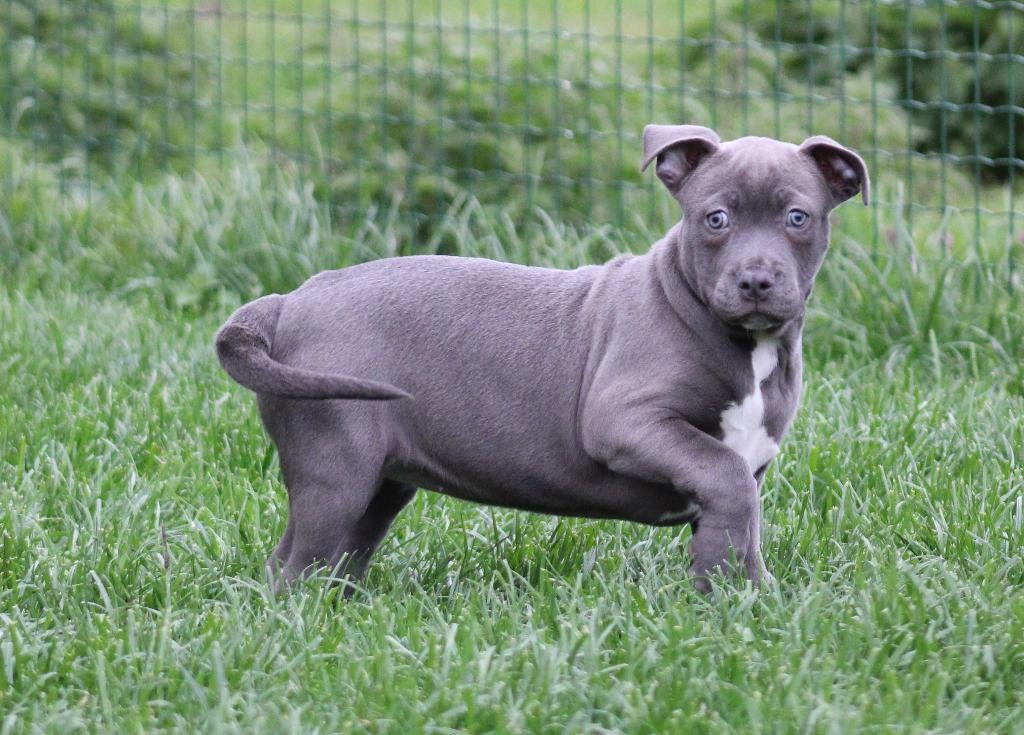 Amerikaanse Stafford pup, Dieren en Toebehoren, Parvo, België, 8 tot 15 weken, American Staffordshire Terriër