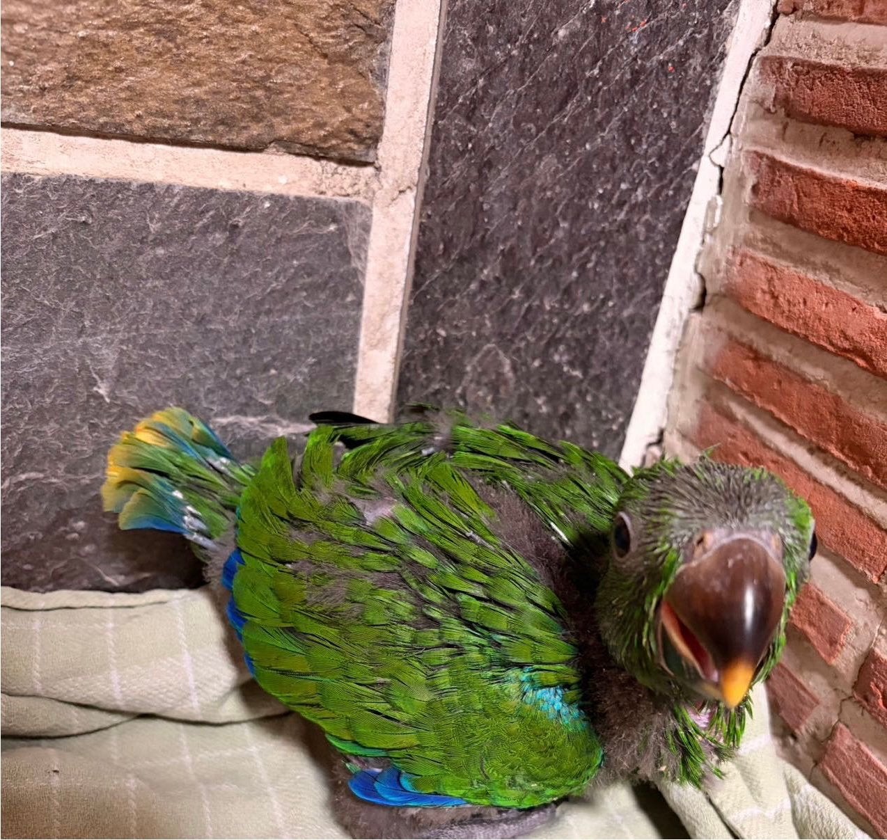 Baby edelpapegaai, Mâle, Perroquet, Domestique