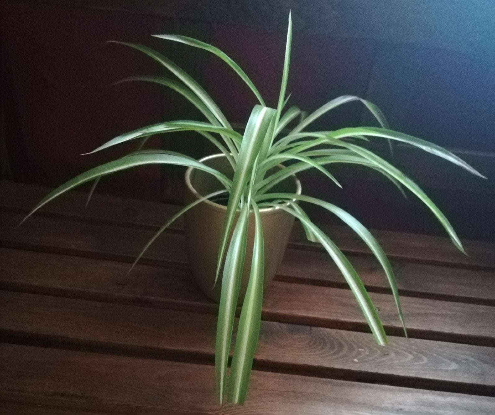 Plante araignée panaché, Enlèvement, En pot