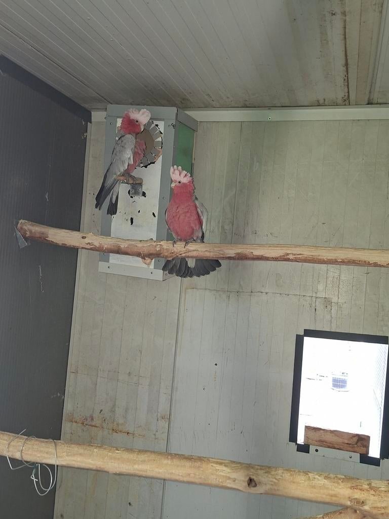 Kweekkoppel rosekakatoe's, Dieren en Toebehoren, Vogels | Parkieten en Papegaaien, Papegaai, Meerdere dieren, Pratend, Geringd