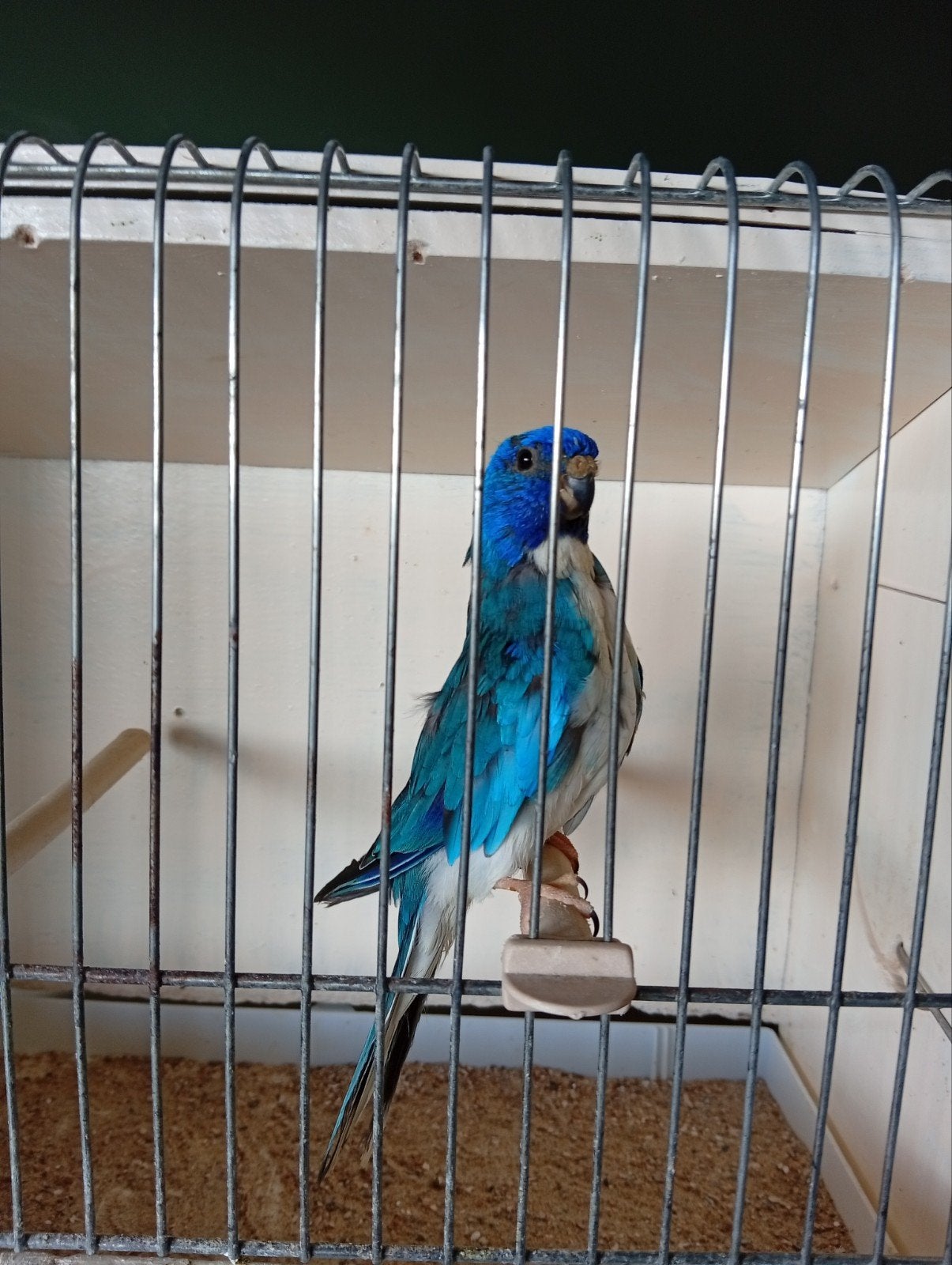 Splendid blauw ef violet 25, Dieren en Toebehoren, Geringd