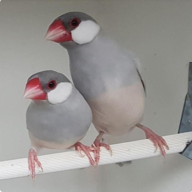 jonge rijstvogels (padas), Animaux & Accessoires, Sexe inconnu
