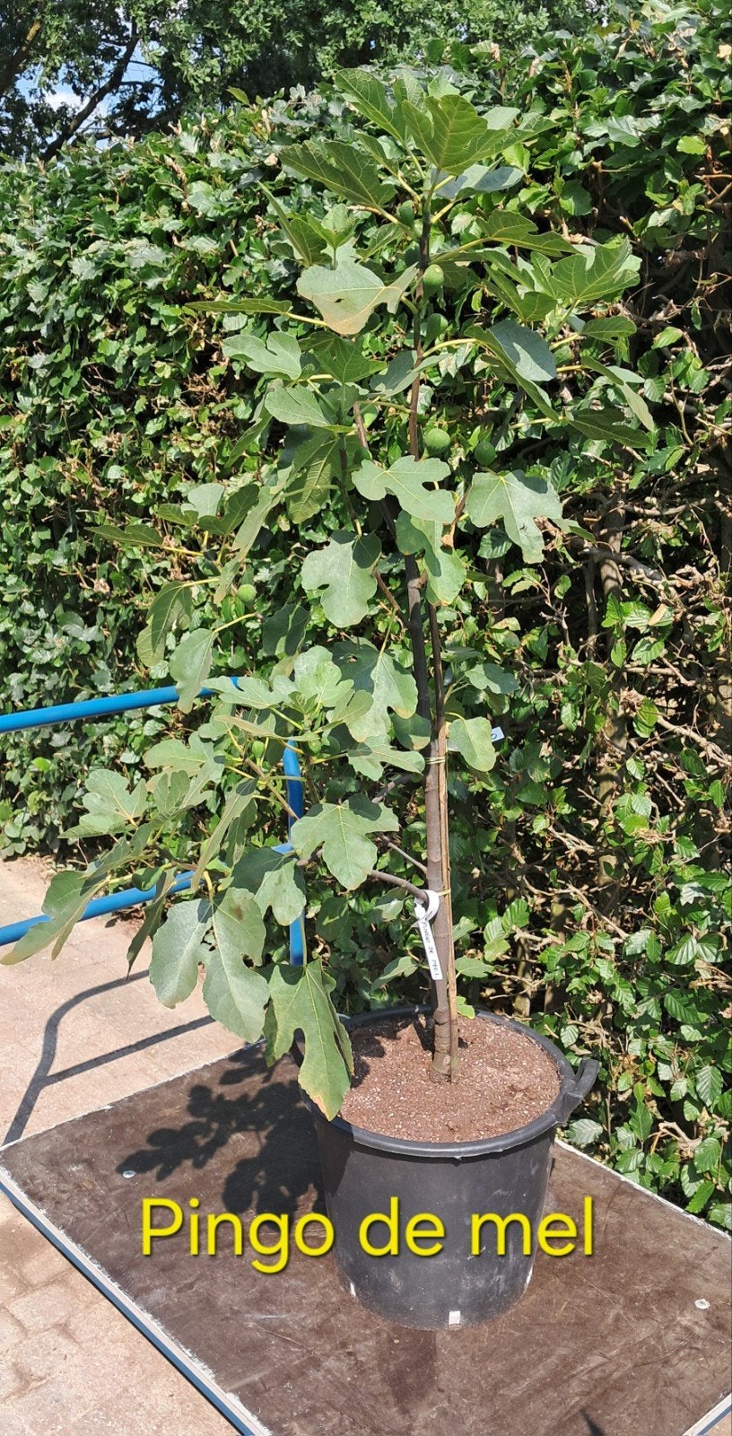 vijgenboom Pingo de mel. Honingvijg., Ophalen