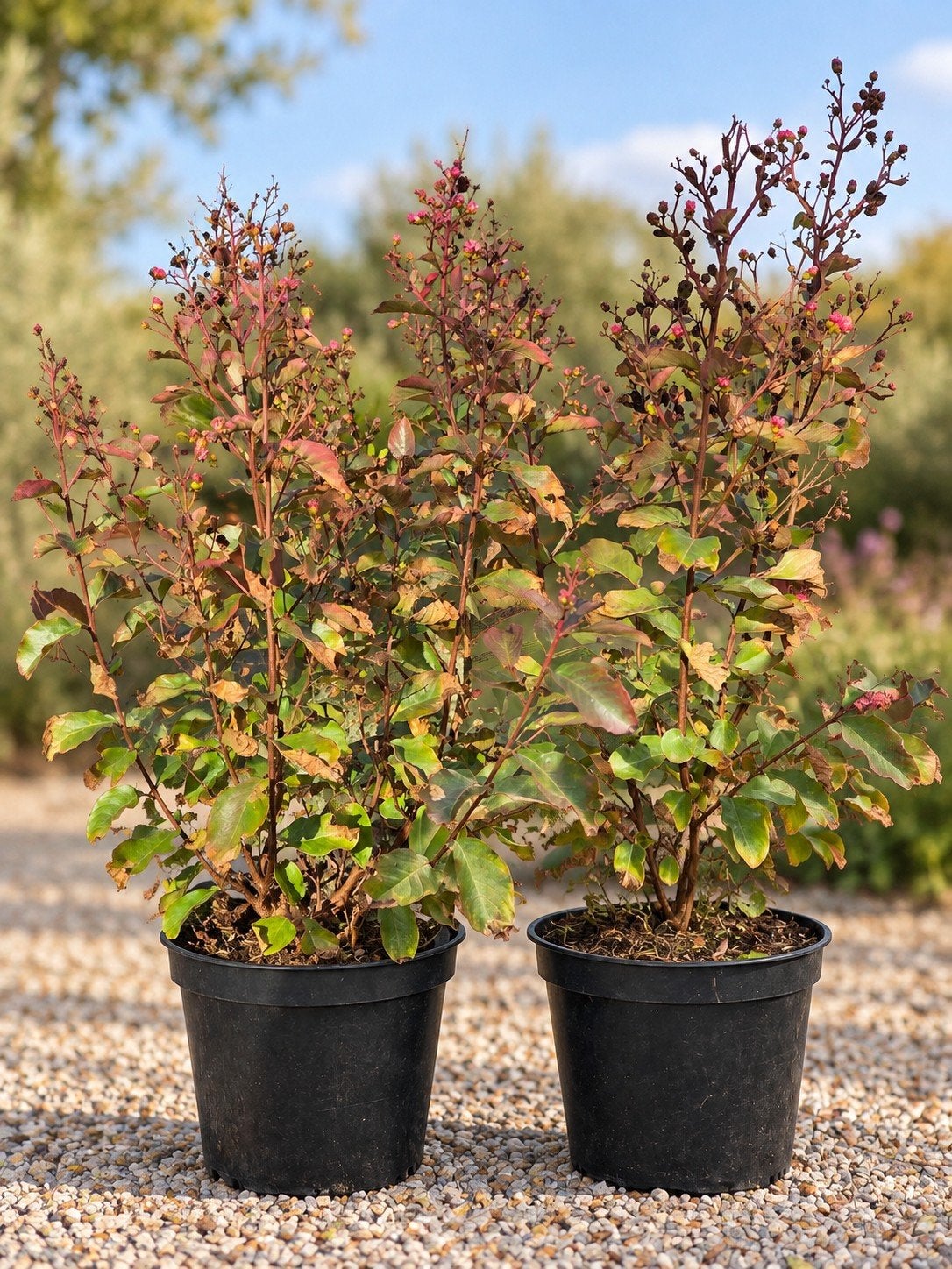 Lagersgroemia Rhapsody in pink, Tuin en Terras, Ophalen
