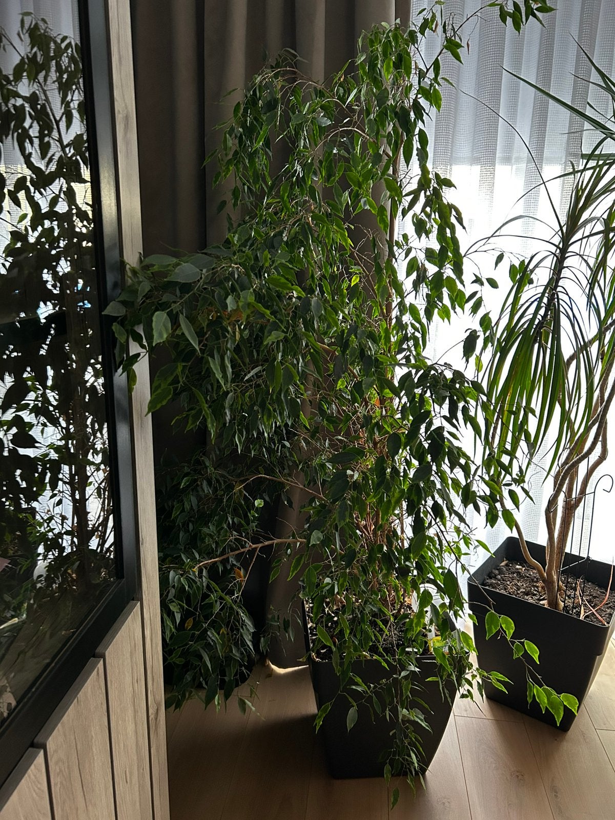 Grote ficus, Tuin en Terras, Ophalen