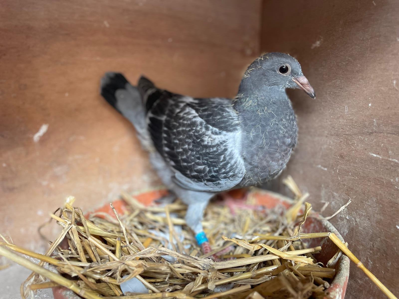 3 jonge duiven voor de zware Fond, Dieren en Toebehoren, Vogels | Duiven