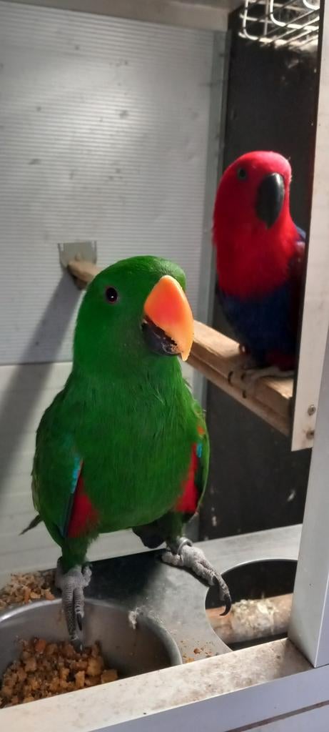 Edelpapegaai man gezocht