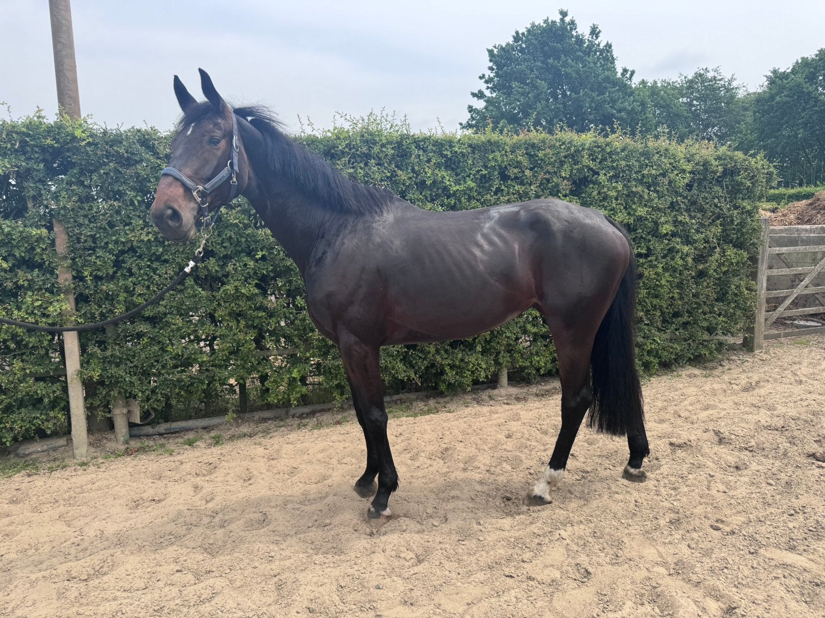 6 jarige Taj Mahal merrie, Dieren en Toebehoren, Merrie, 165 tot 170 cm, Springpaard, 3 tot 6 jaar