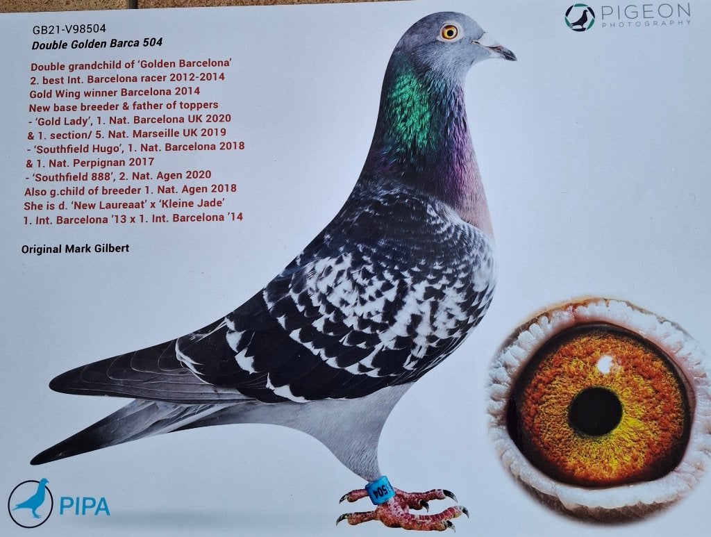 Pigeon reproducteur de Barcelone, Animaux & Accessoires, Mâle, Pigeon voyageur