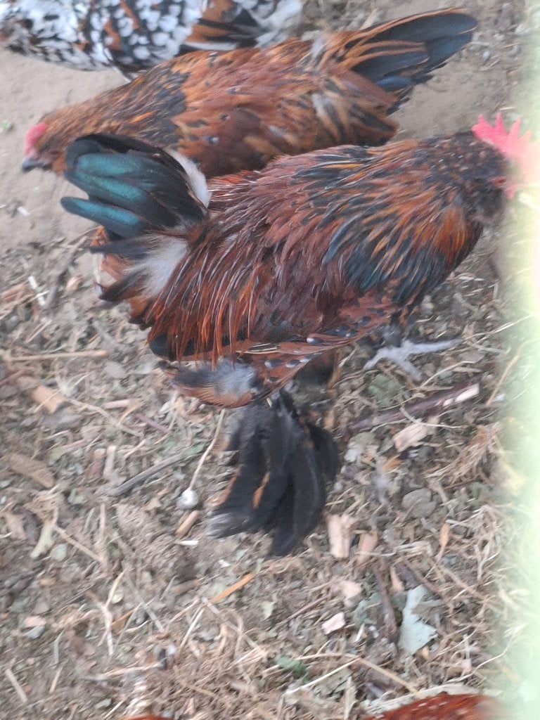 Haantjes ukkelse baardkriel, Dieren en Toebehoren, Pluimvee, Mannelijk, Kip