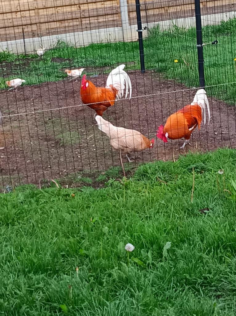 Broedeieren Friese hoen, Dieren en Toebehoren, Pluimvee