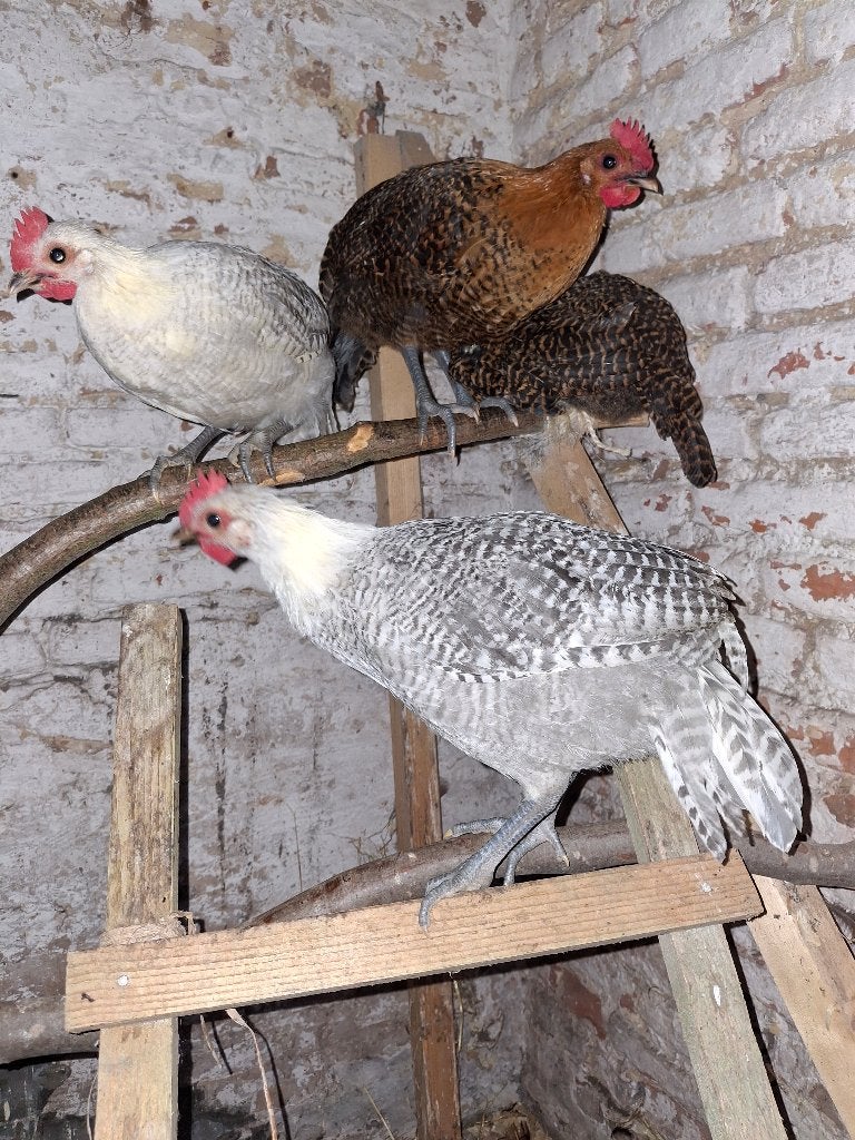 coqs Braekel 1 doré, 2 argentés. 9 sem., Mâle, Poule ou poulet