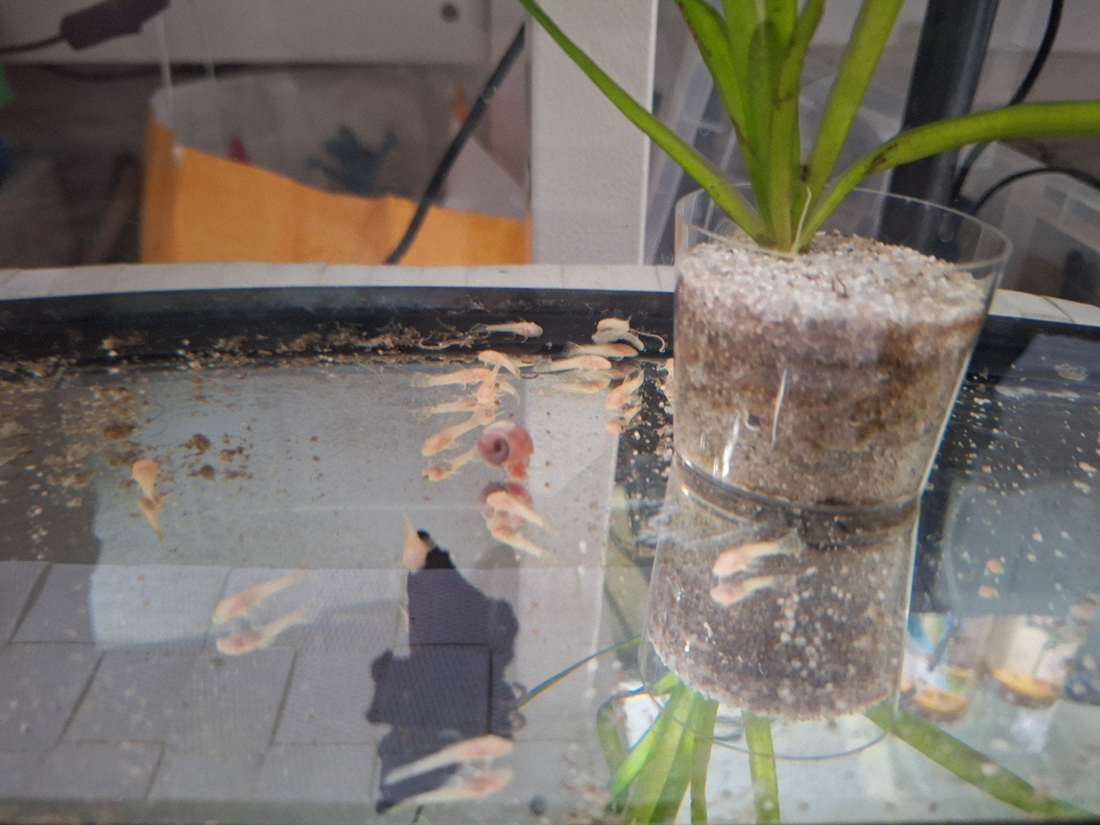 Albino ancistrussen