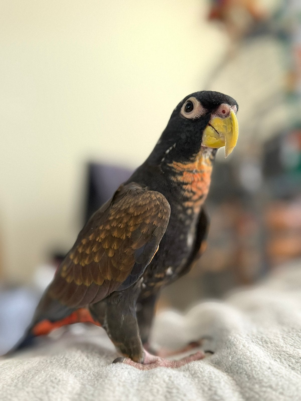 Bronsvleugel pionus, Dieren en Toebehoren, Vogels | Parkieten en Papegaaien, Meerdere dieren, Papegaai, Tam