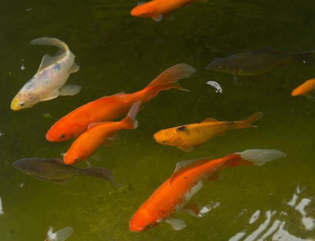 Goudvissen, Poisson(s) rouge(s)