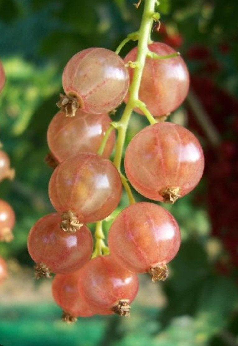 Roze aalbes, Ophalen