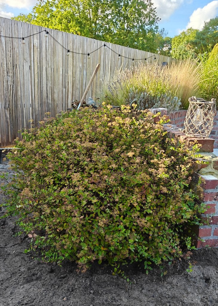 Gratis - 2 grote Spirea japonica, Ophalen, Vaste plant