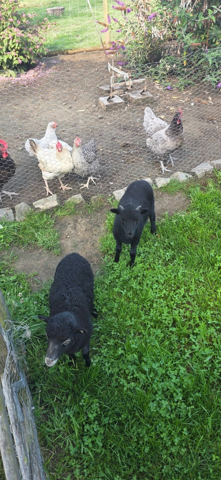 Bélier intéressant, Animaux & Accessoires, Moutons, Chèvres & Cochons
