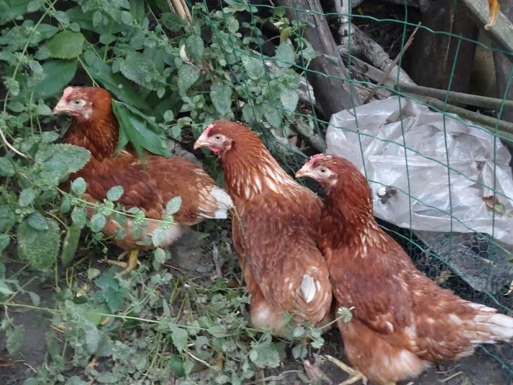 Eitjes , doosje van 6 eitjes v kippetjes uit de tuin, Ophalen