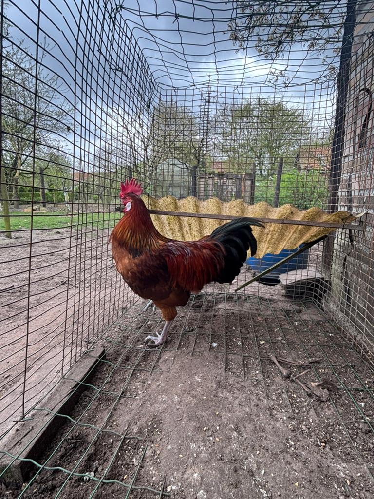 Jonge haan te koop, bijna 1 jarig NIET OM OP TE ETEN, Mannelijk, Kip
