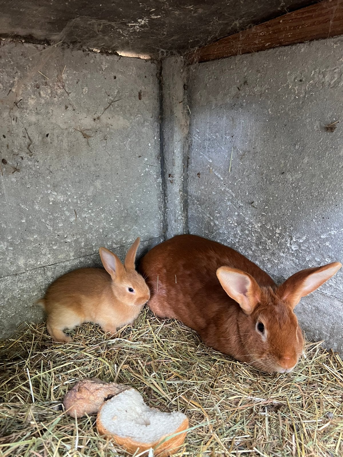 Rammelaar en Moer met 2 jongen, Dieren en Toebehoren, Konijnen, Meerdere dieren, Groot, 0 tot 2 jaar