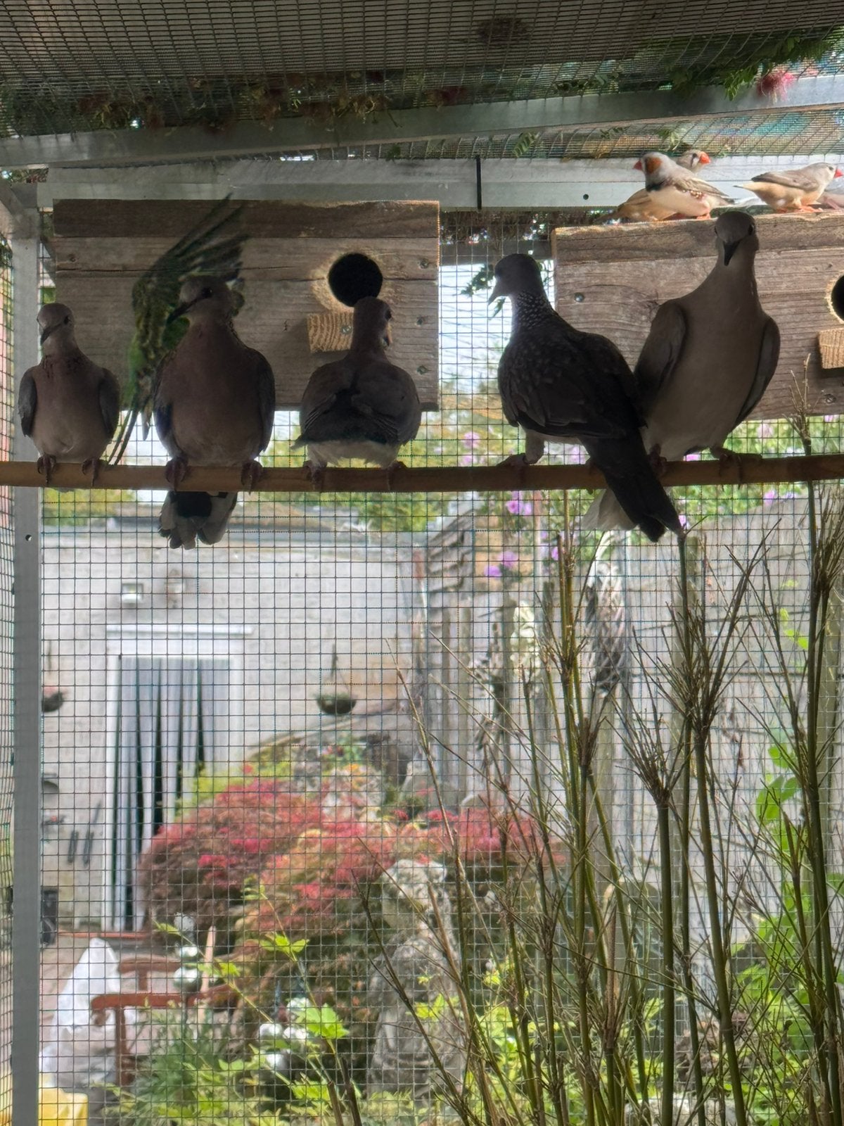 Vogels, Dieren en Toebehoren, Vogels | Parkieten en Papegaaien