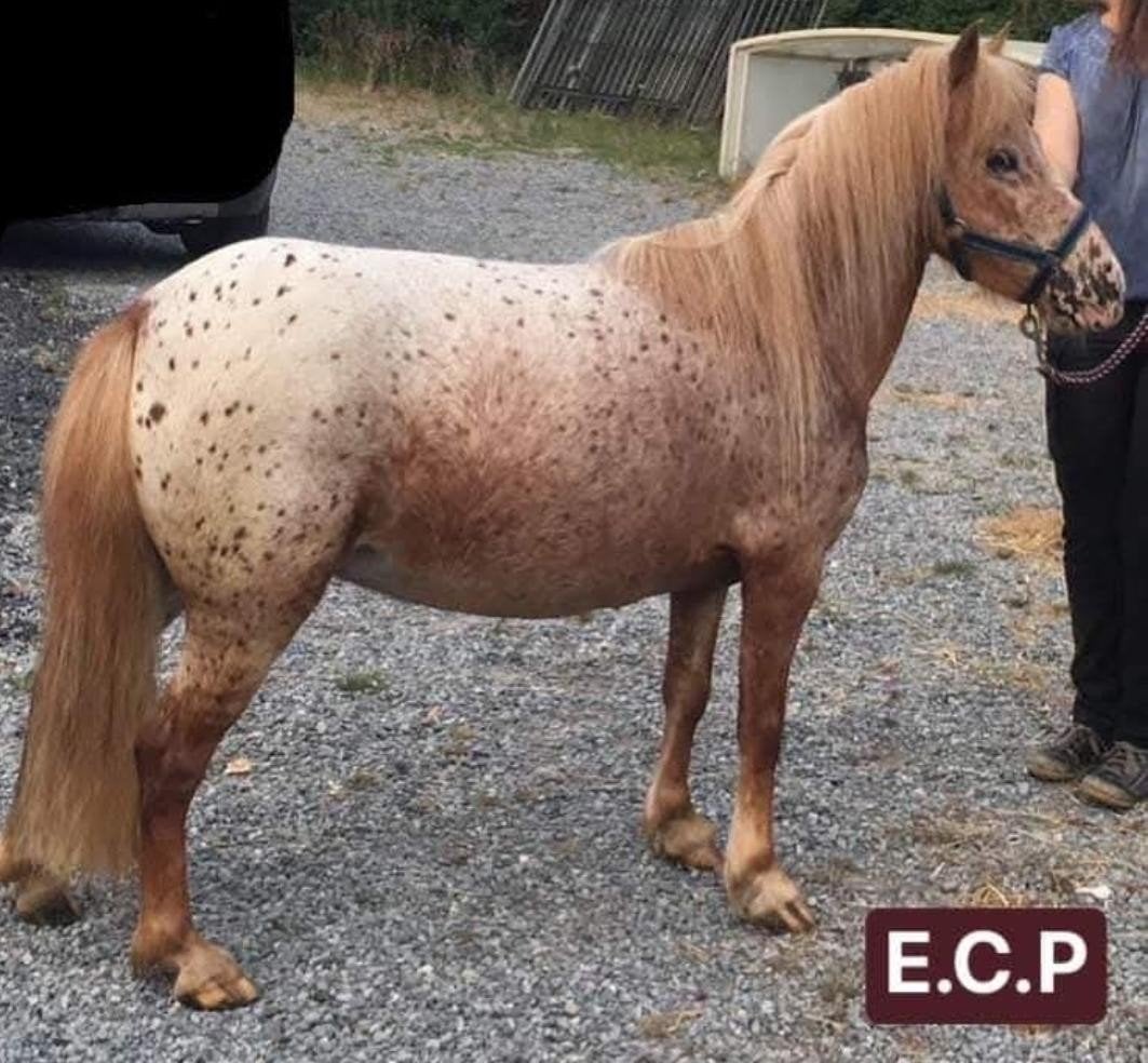 Belle Mini Appaloosa Mare à vendre | mini horse, Jument, Poney A (jusqu'à 1.17 m), Poney de récréation, Vermifugé