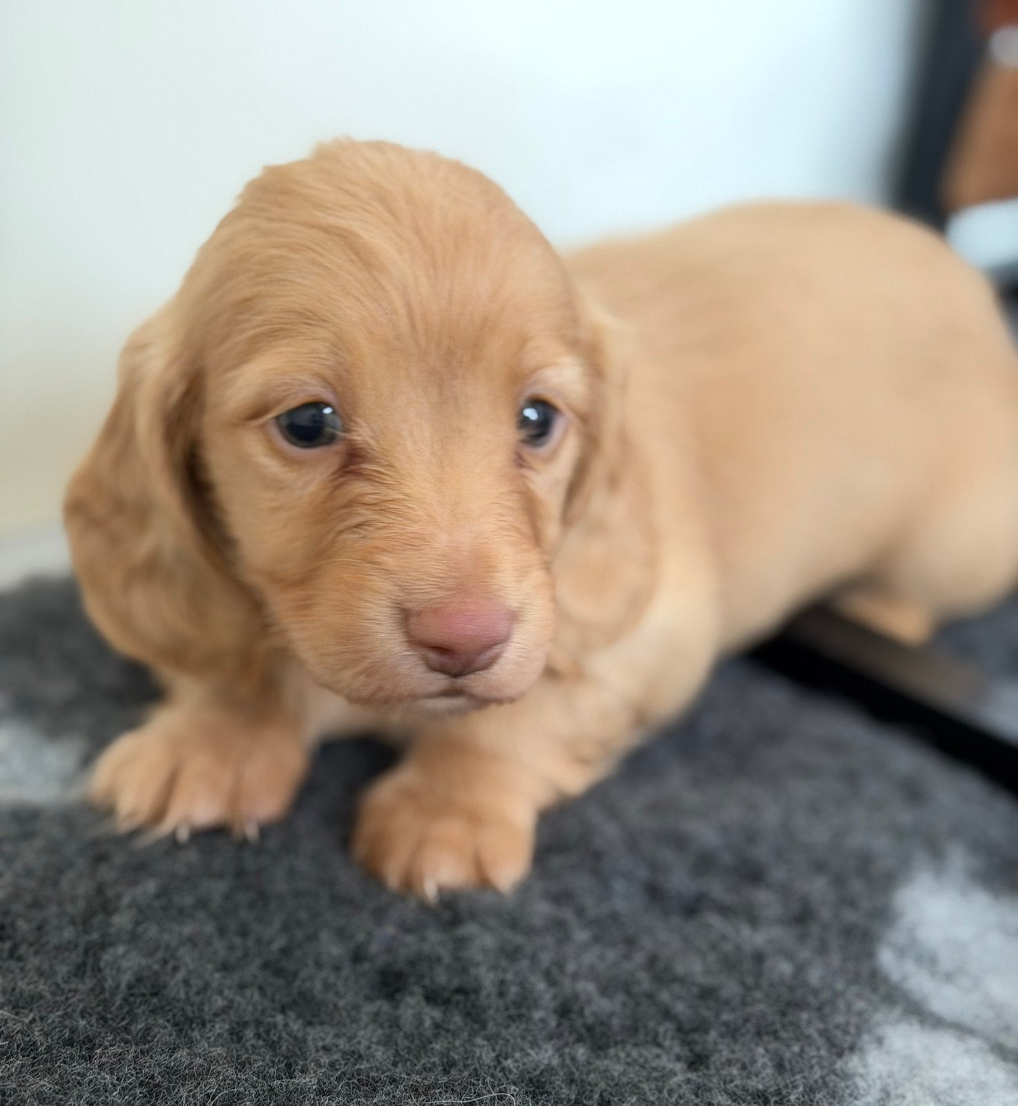 Teckel dwerg langhaar reu cream, Chien (mâle), Maladie de Carré (chiens), Belgique, 8 à 15 semaines