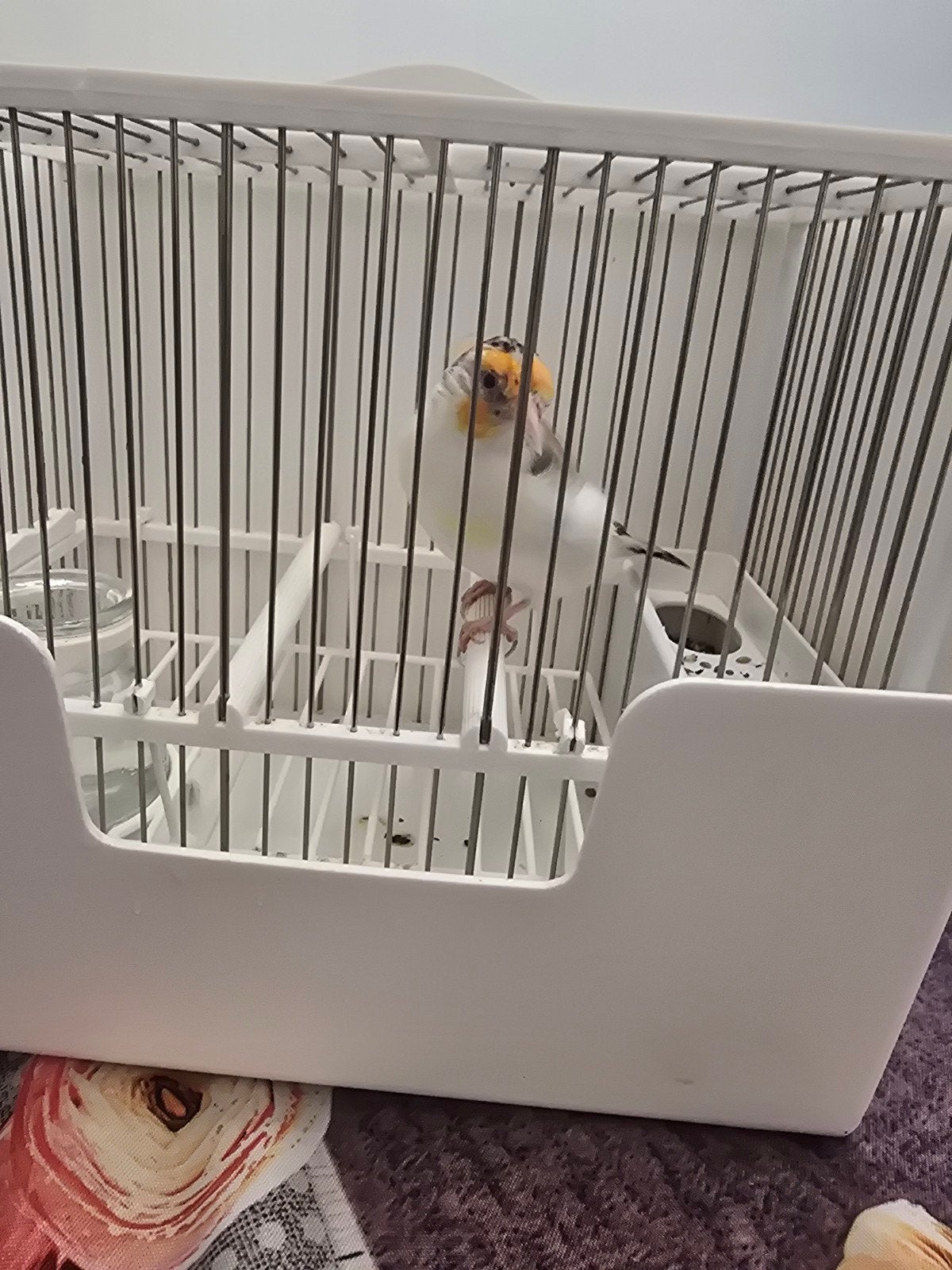 chardonneret, Animaux & Accessoires, Oiseaux | Cages & Volières, Enlèvement ou Envoi