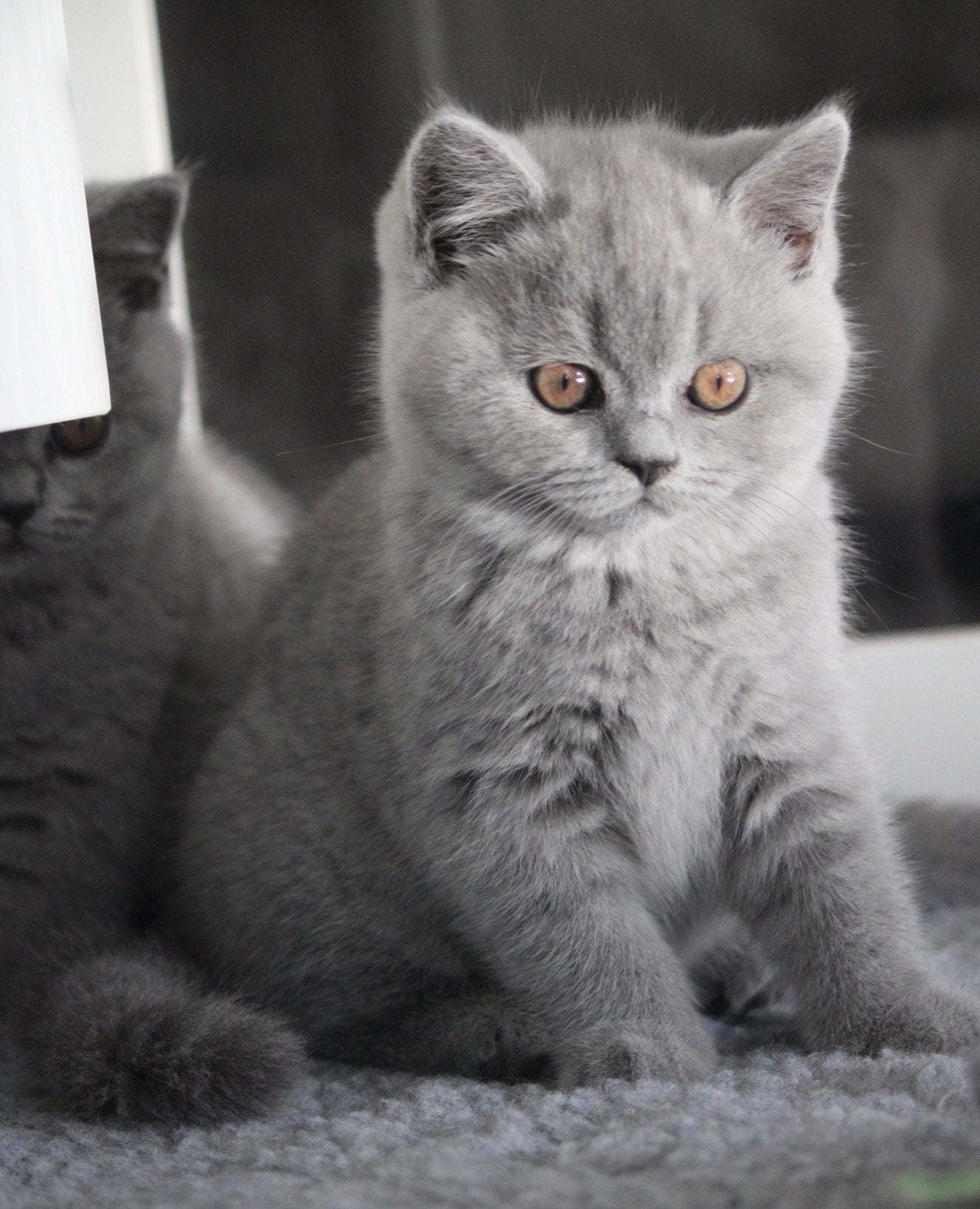 Brits korthaar met stamboom, Animaux & Accessoires, Chats & Chatons | Chats de race | Poil ras, Chatte ou Chat, 0 à 2 ans, Avec pedigree