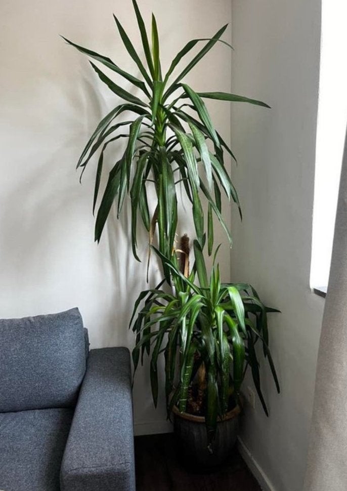 Grote kamerplant - YUCCA, Ophalen, Yucca