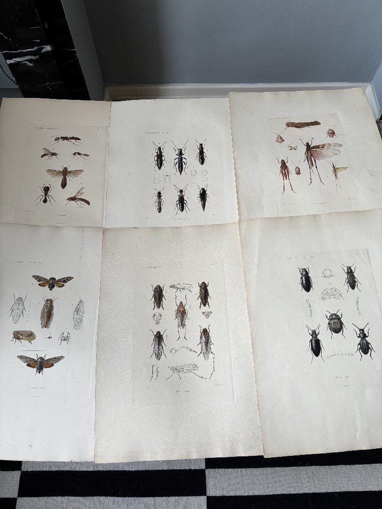 Lot de 6 gravures d'insectes à encadrer, Ophalen, 27 cm, 18 cm