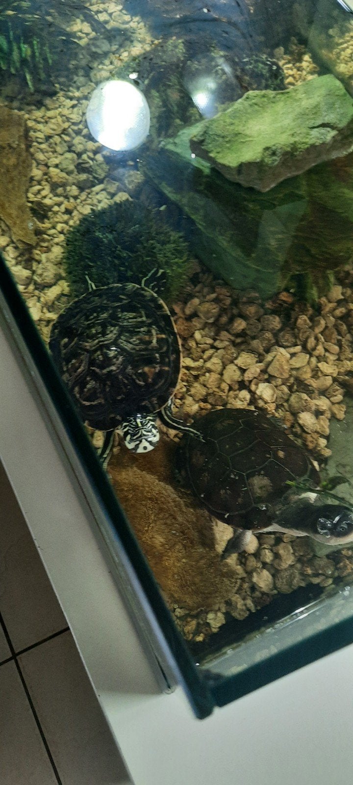 2 waterschildpadden te koop kan ook met terrarium, Dieren en Toebehoren, Ophalen