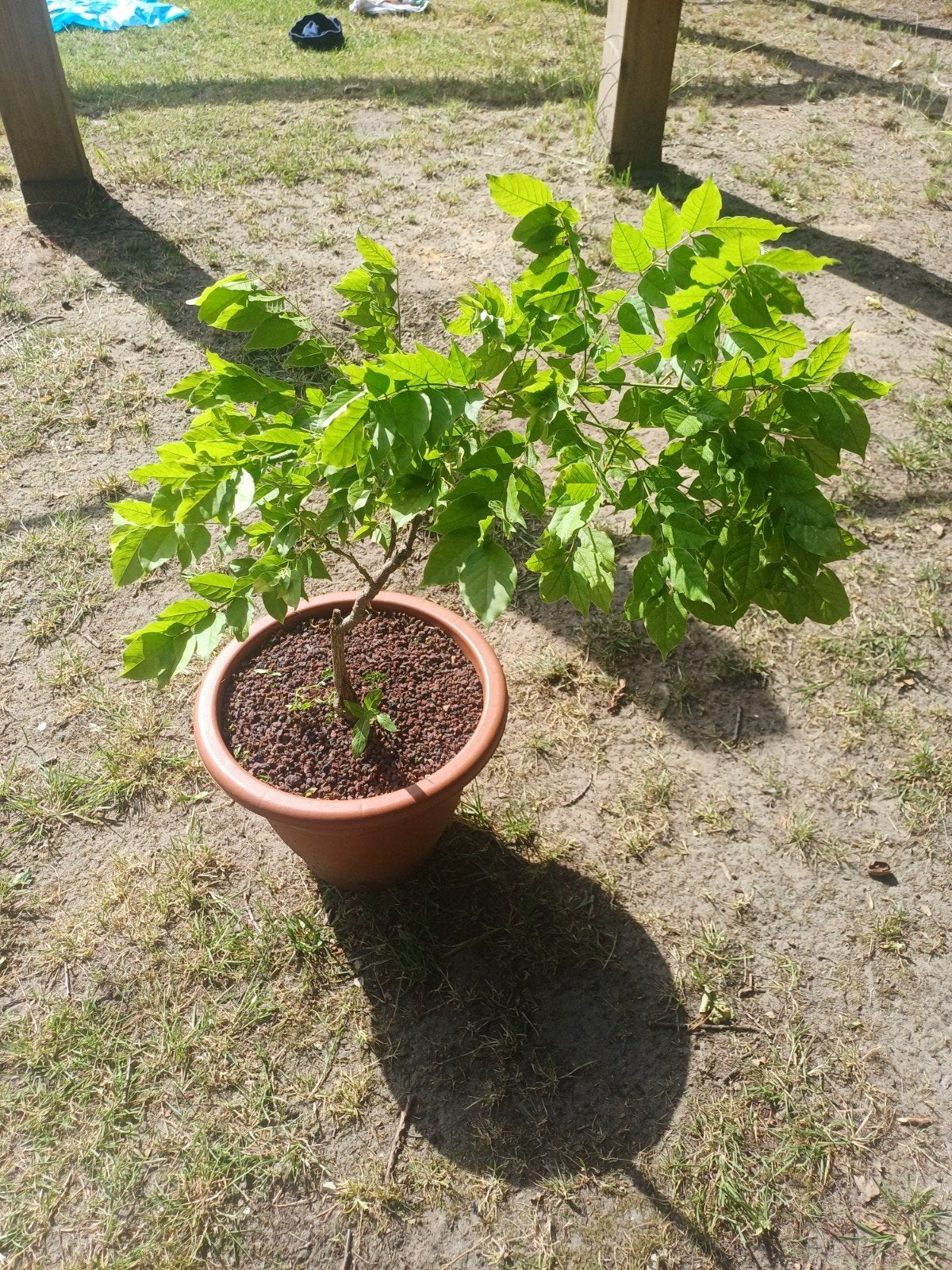 1 blauwe regen, Tuin en Terras, Ophalen
