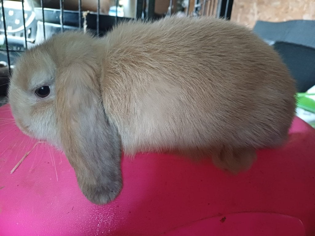 Jappaner voedster, Dieren en Toebehoren, Vrouwelijk, Dwerg, Hangoor, 0 tot 2 jaar