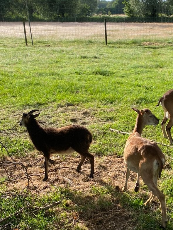 Ram kruising mouflon racka, Dieren en Toebehoren, Mannelijk, Schaap, 0 tot 2 jaar