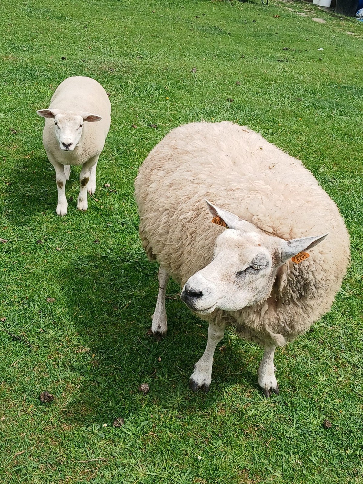 Moutons