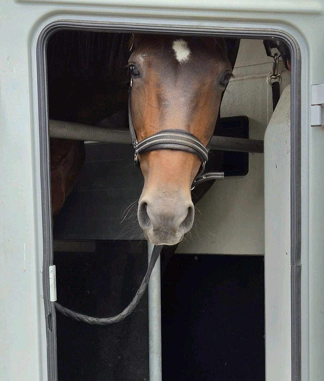 Paard met eigen weide zoekt paard/pony met eigen weide