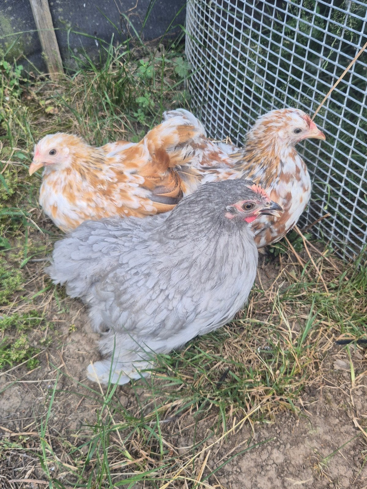 Cochin kriel hennetjes te koop