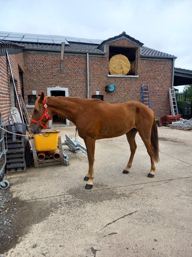 Hongre, Animaux & Accessoires, Débourré, 160 à 165 cm, Cheval de récréation, 3 à 6 ans
