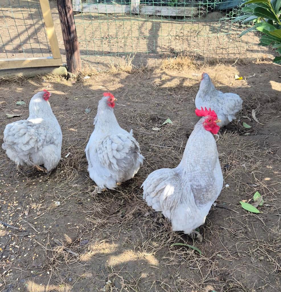 Cochinns, Dieren en Toebehoren, Pluimvee