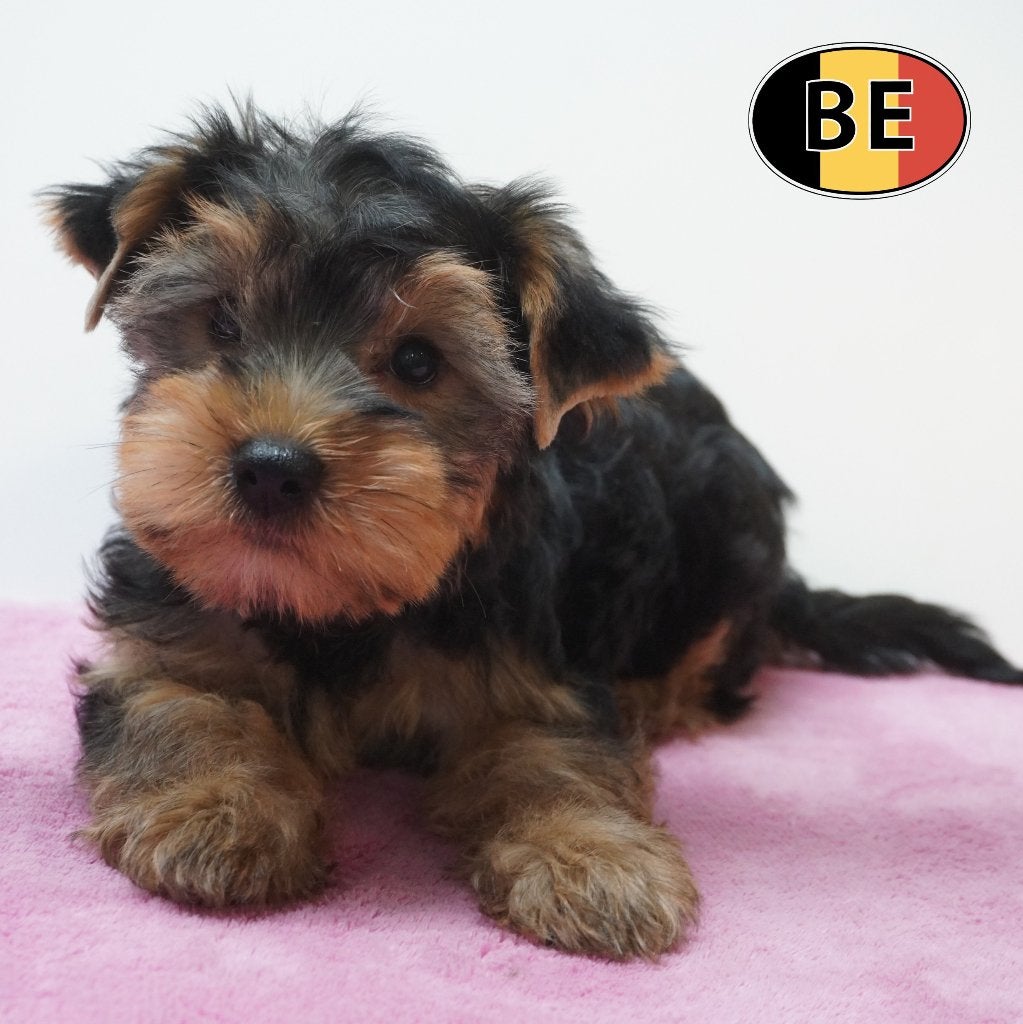Yorkshire Terriër femelles à vendre (chiots belges), Animaux & Accessoires, Chiens | Jack Russell & Terriers, Commerçant, Yorkshire Terrier