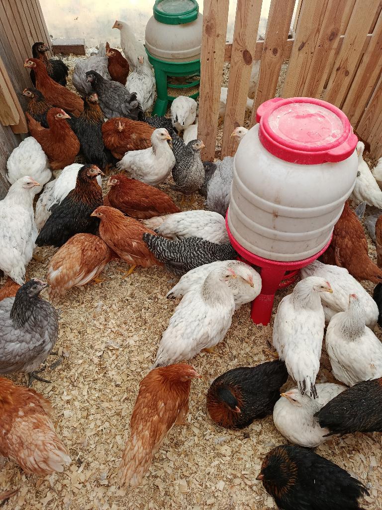 poulets traditionnels - prix sans précédent - 7 couleurs, Femelle, Poule ou poulet